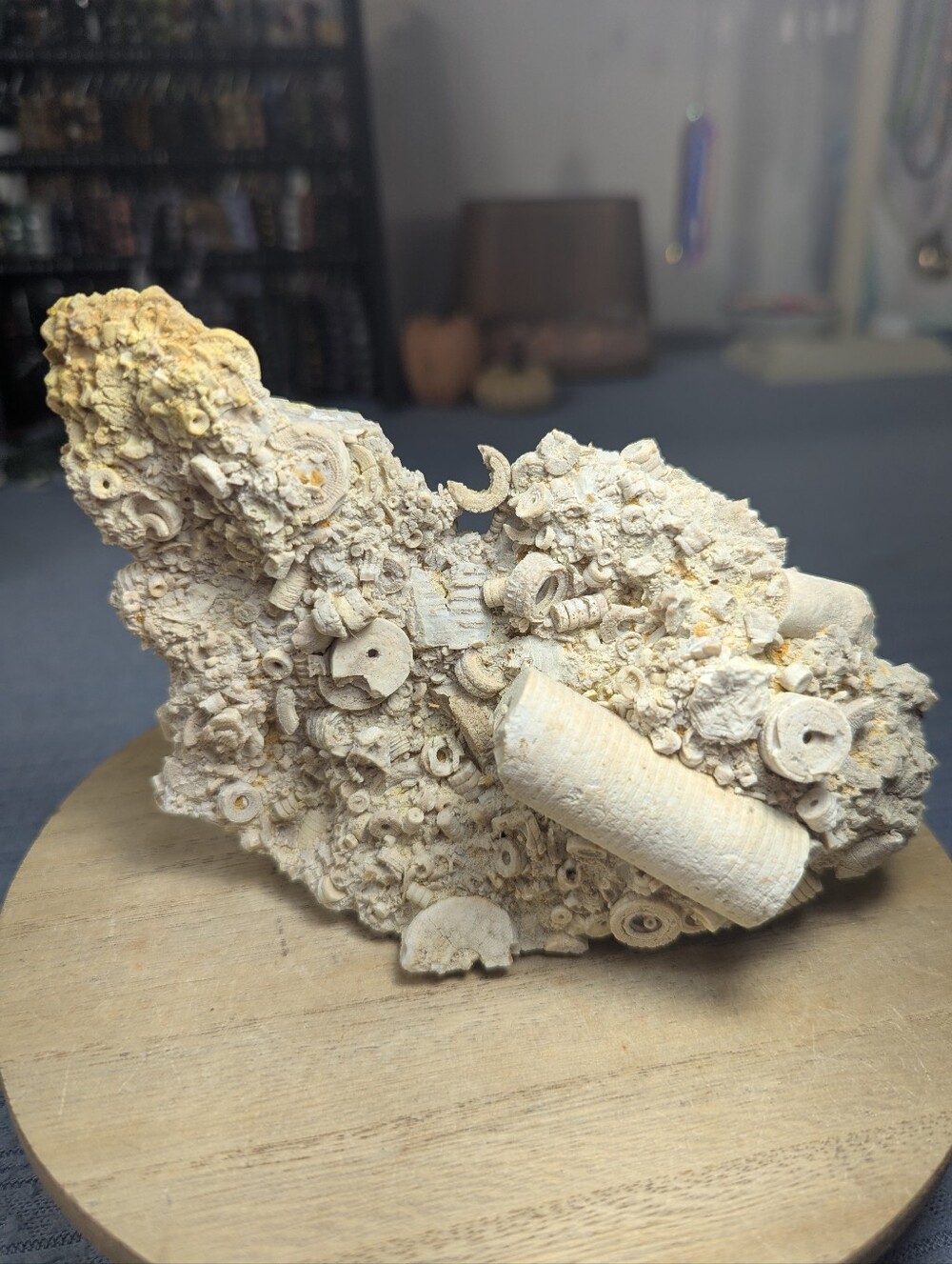Crinoid Stem Fossil Cluster- Kentucky